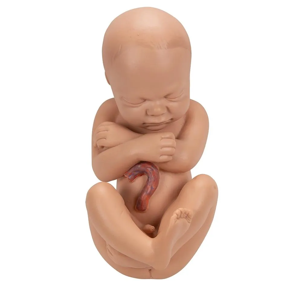 Deluxe Pregnancy Pelvis Model,  3-part