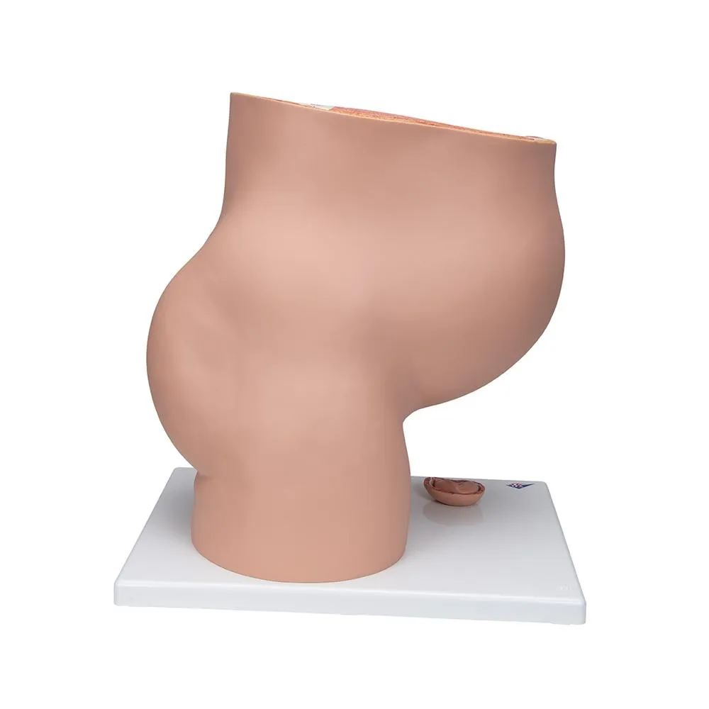 Deluxe Pregnancy Pelvis Model,  3-part