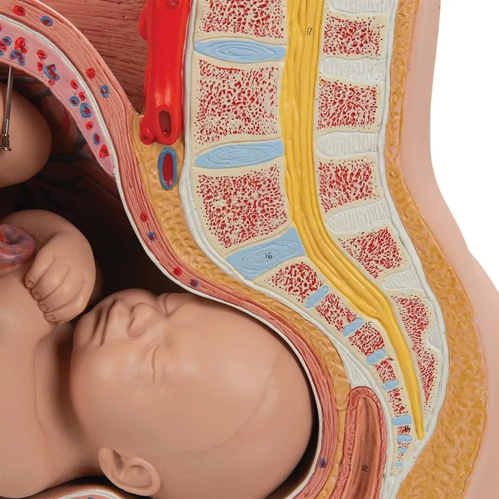 Deluxe Pregnancy Pelvis Model,  3-part