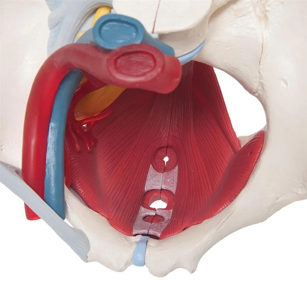 Female Pelvis Model with Ligaments, Pelvic Floor and Organs, 6 part