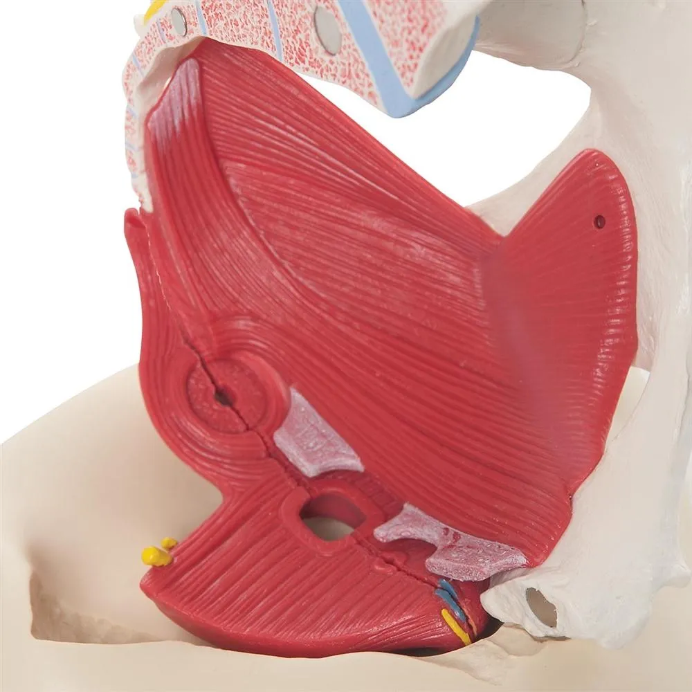 Female Pelvis Model with Ligaments, Pelvic Floor and Organs, 6 part