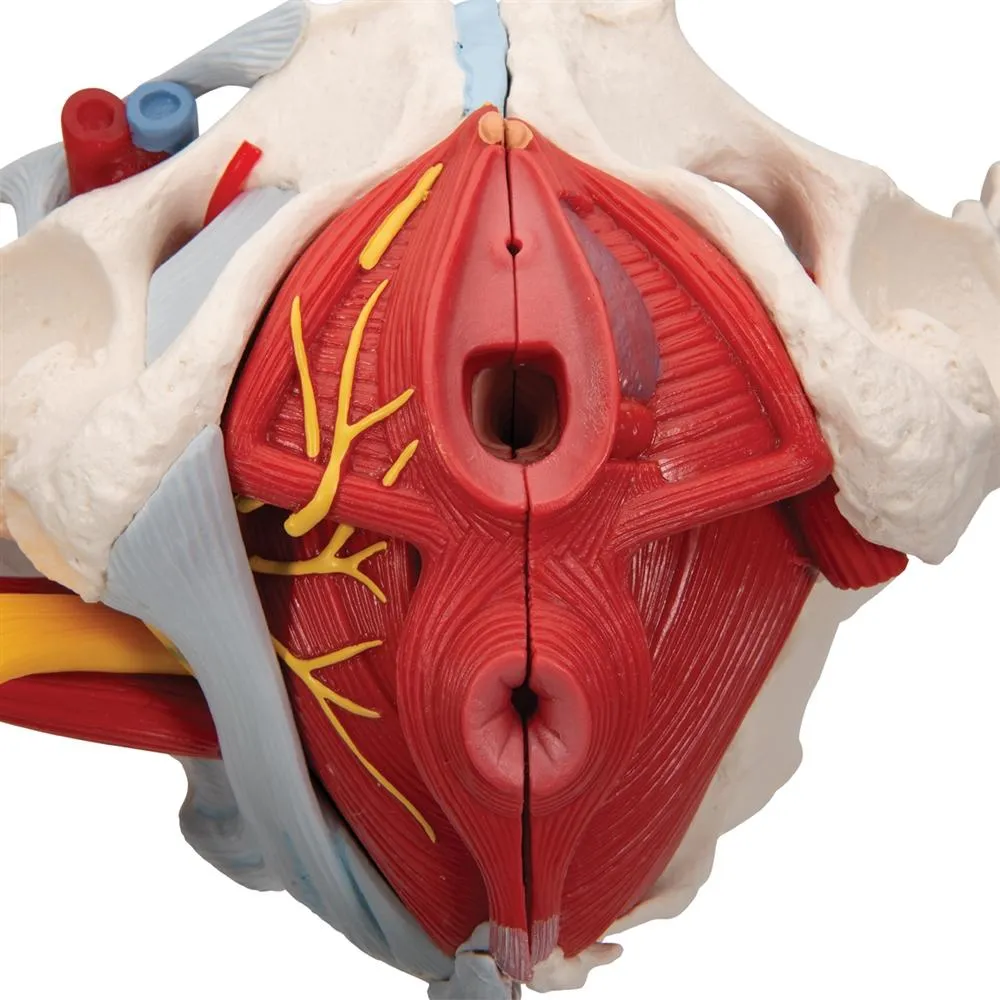 Female Pelvis Model with Ligaments, Pelvic Floor and Organs, 6 part