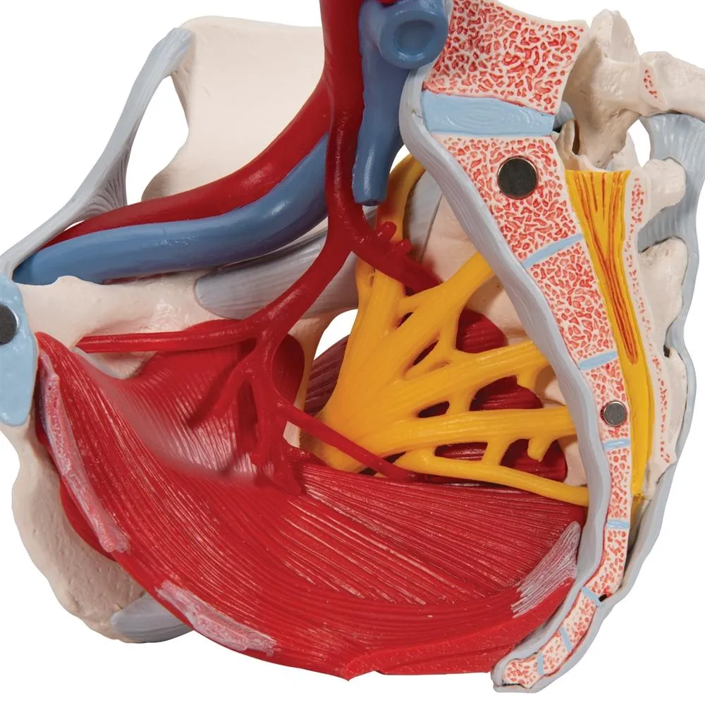 Female Pelvis Model with Ligaments, Pelvic Floor and Organs, 6 part