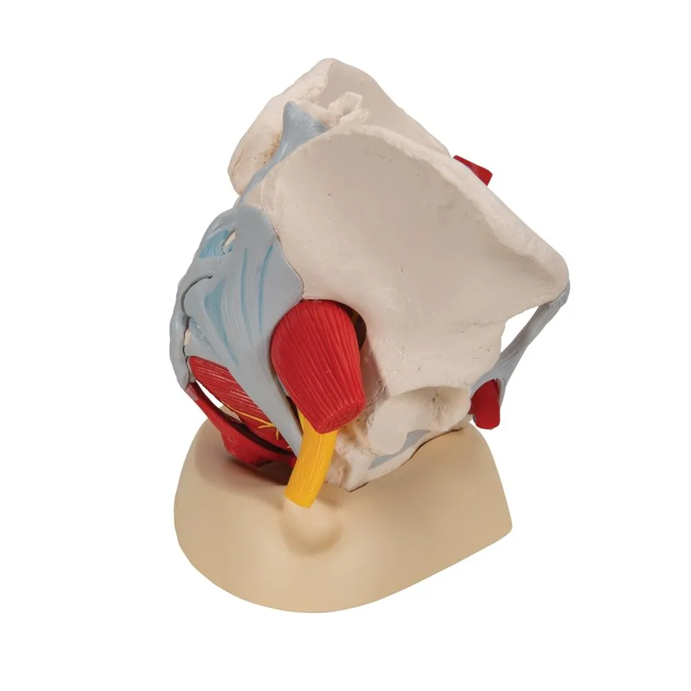 Female Pelvis Model with Ligaments, Pelvic Floor and Organs, 6 part