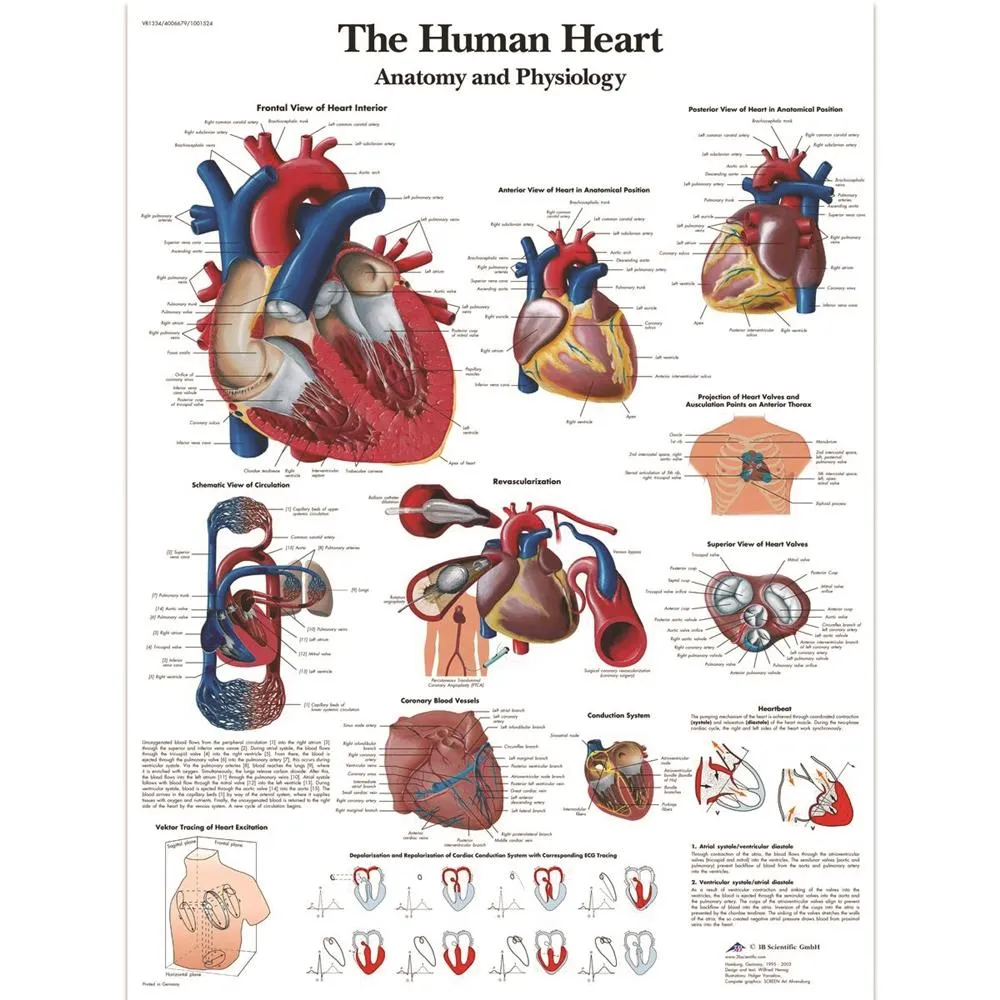 Wearable Auscultation Training Set "Intro" with SimShirt